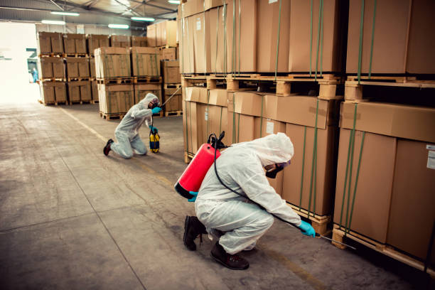 Best Ant Control Services  in Daingerfield, TX