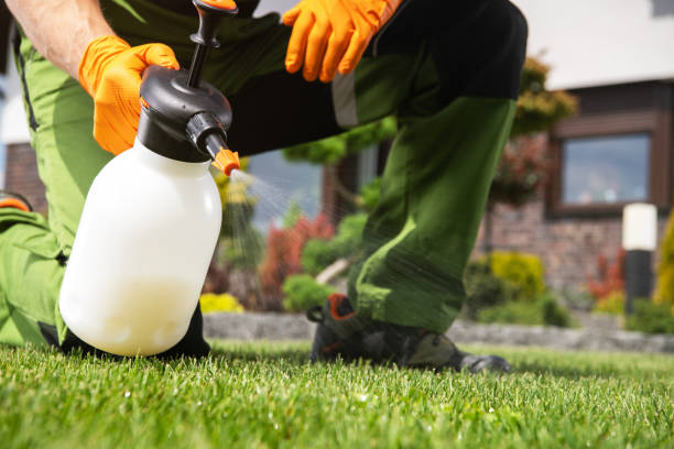 Best Termite Control Services  in Daingerfield, TX