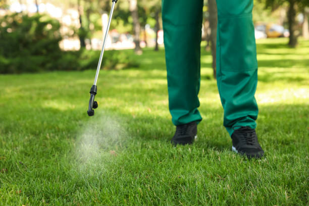 Best Local Pest Control Services  in Daingerfield, TX