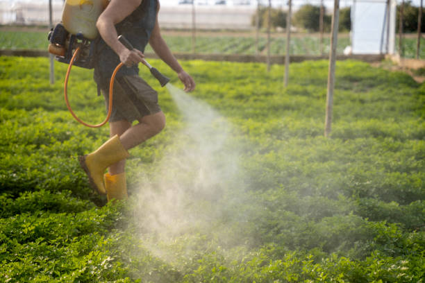 Best Pest Control for Restaurants  in Daingerfield, TX