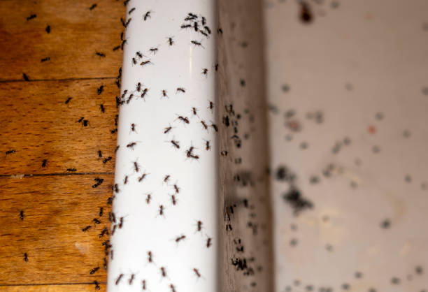 Best Exterminator Services  in Daingerfield, TX