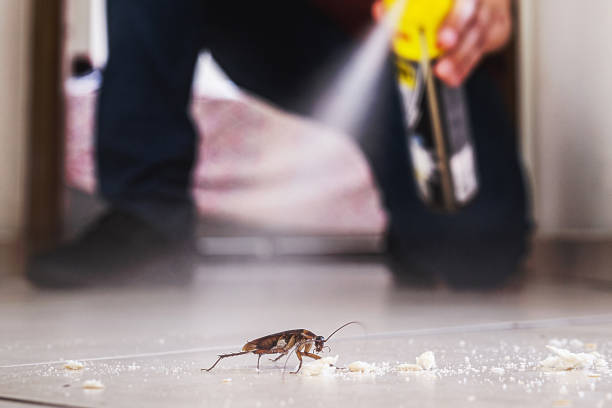 Best Best Pest Control Companies  in Daingerfield, TX