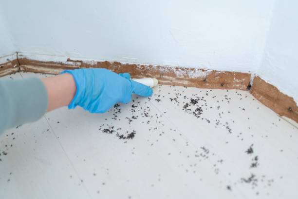 Best Mosquito Control Services  in Daingerfield, TX